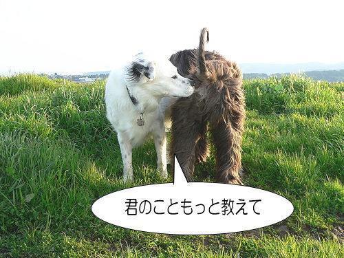 犬のふしぎな習性１ 愛するペットをいつもそばに